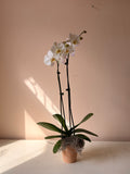 Single White orchid in terracotta pot