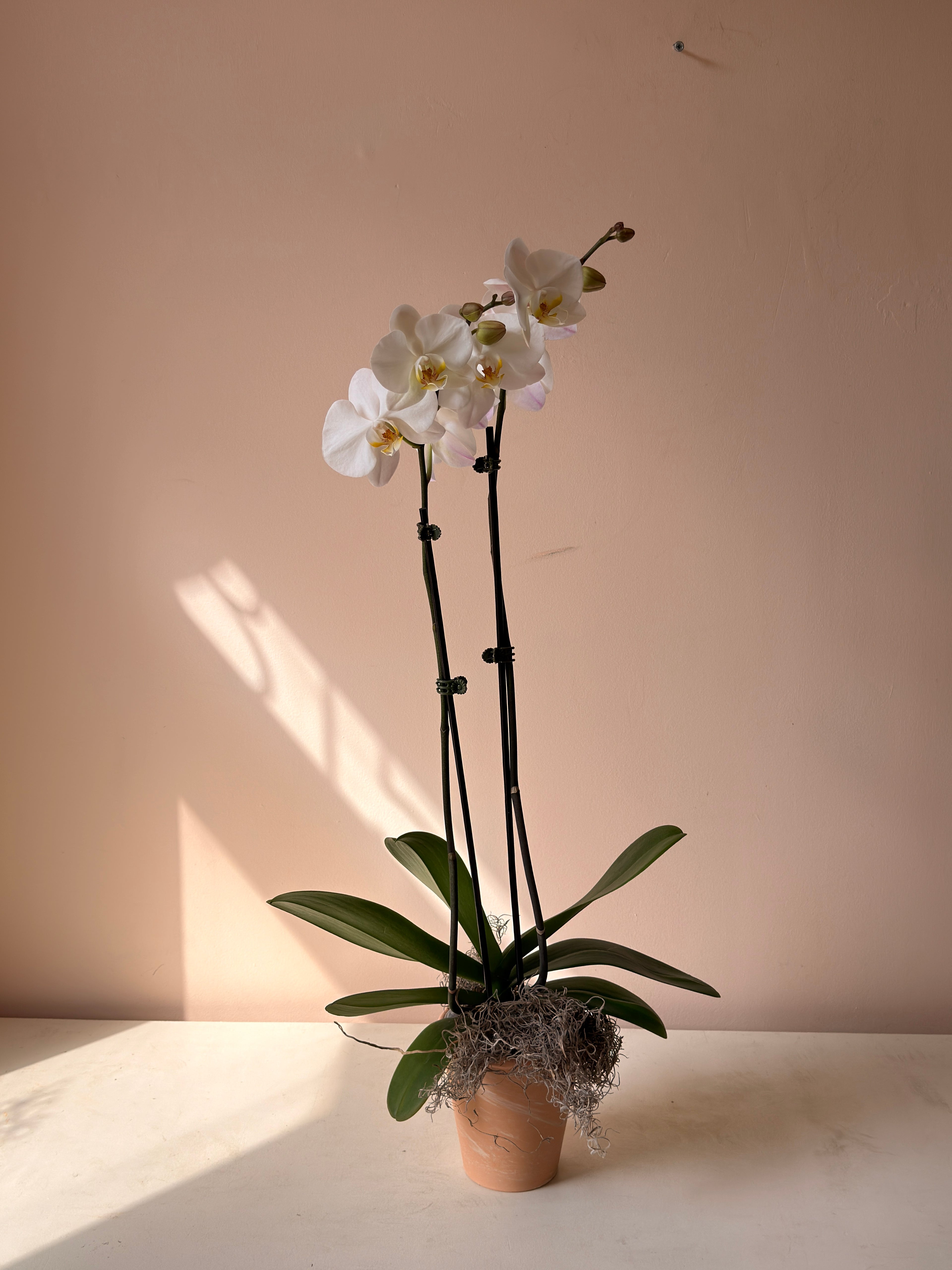 Single White orchid in terracotta pot