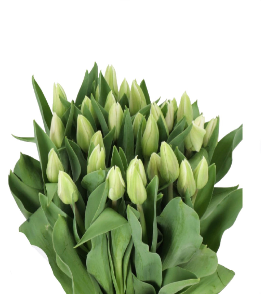 Mother's Day Edit | Crème French Tulips bunch