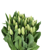 Mother's Day Edit | Crème French Tulips bunch
