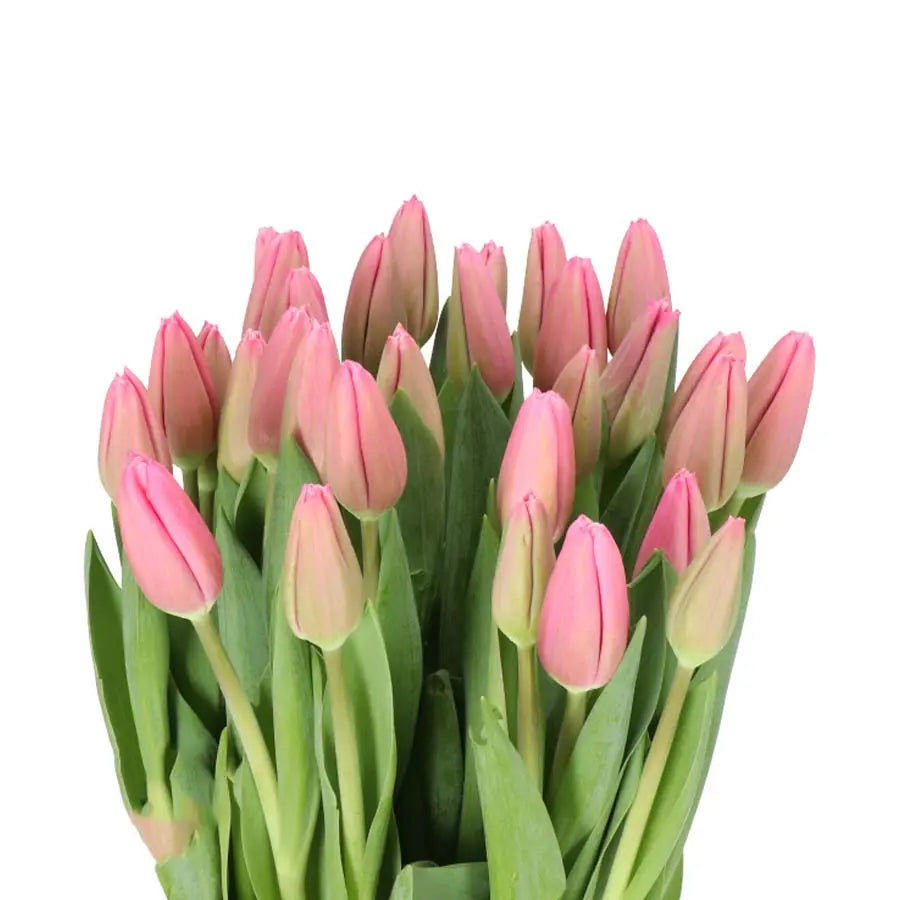 Mother's Day Edit | Milkshake French Tulips