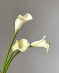 XXL White Calla Lily | by the stem