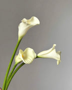 XXL White Calla Lily | by the stem