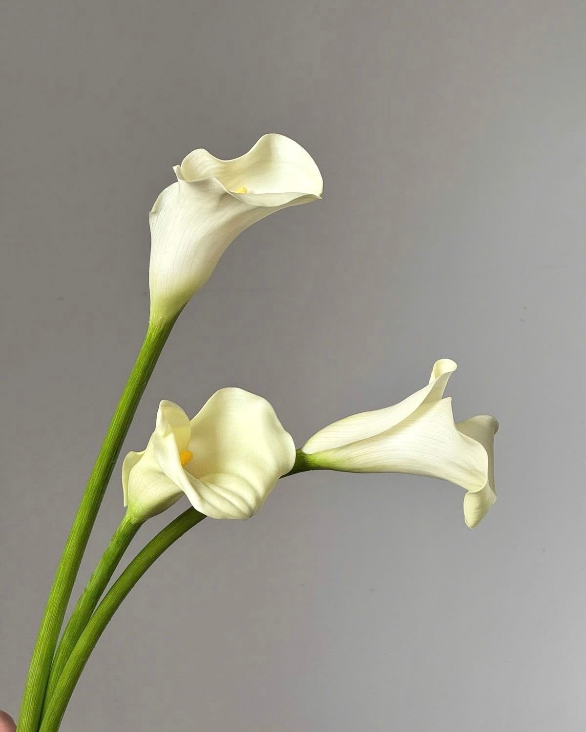 XXL White Calla Lily | by the stem